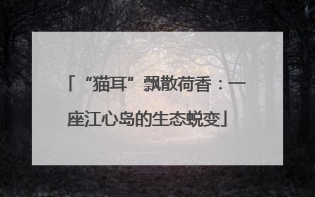 “猫耳”飘散荷香：一座江心岛的生态蜕变