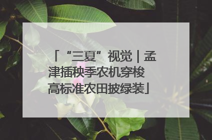 “三夏”视觉｜孟津插秧季农机穿梭 高标准农田披绿装
