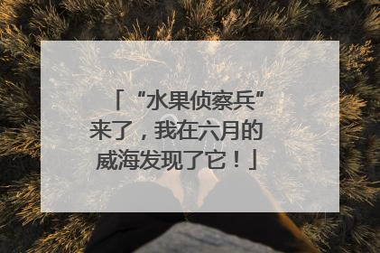 “水果侦察兵”来了，我在六月的威海发现了它！