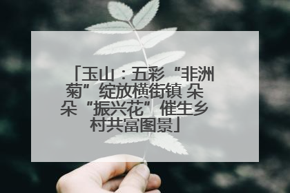 玉山：五彩“非洲菊”绽放横街镇 朵朵“振兴花”催生乡村共富图景
