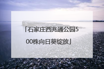 石家庄西兆通公园500株向日葵绽放