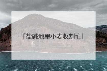 盐碱地里小麦收割忙