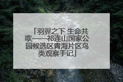 羽翼之下 生命共歌——祁连山国家公园候选区青海片区鸟类观察手记