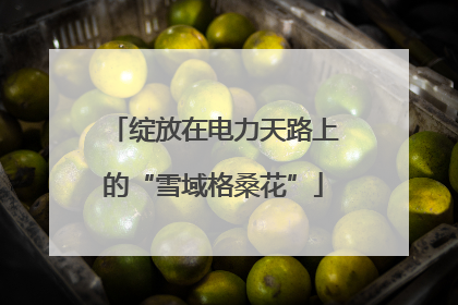 绽放在电力天路上的“雪域格桑花”