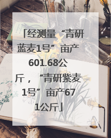 经测量“青研蓝麦1号”亩产601.68公斤，“青研紫麦1号”亩产671公斤
