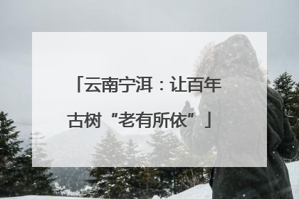 云南宁洱：让百年古树“老有所依”