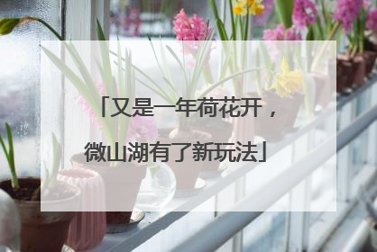 又是一年荷花开，微山湖有了新玩法