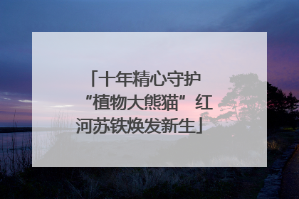 十年精心守护 “植物大熊猫”红河苏铁焕发新生