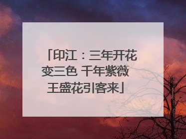 印江：三年开花变三色 千年紫薇王盛花引客来