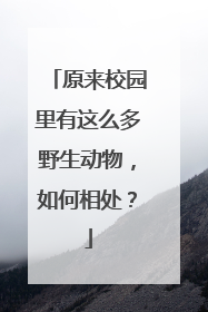 原来校园里有这么多野生动物，如何相处？