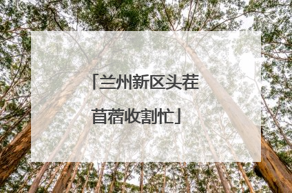 兰州新区头茬苜蓿收割忙