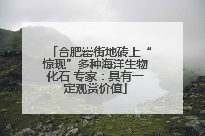 合肥罍街地砖上“惊现”多种海洋生物化石 专家：具有一定观赏价值
