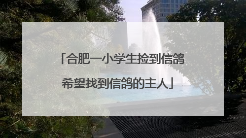 合肥一小学生捡到信鸽 希望找到信鸽的主人