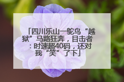 四川乐山一鸵鸟“越狱”马路狂奔，目击者：时速超40码，还对我“笑”了下