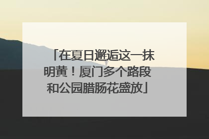 在夏日邂逅这一抹明黄！厦门多个路段和公园腊肠花盛放