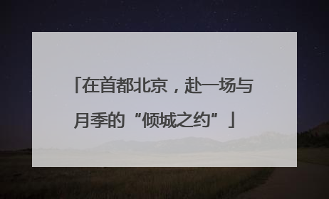 在首都北京，赴一场与月季的“倾城之约”