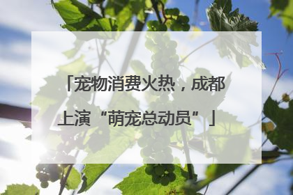 宠物消费火热，成都上演“萌宠总动员”