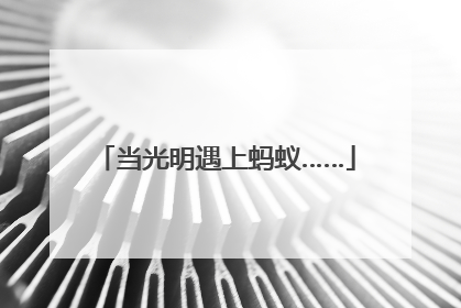 当光明遇上蚂蚁……