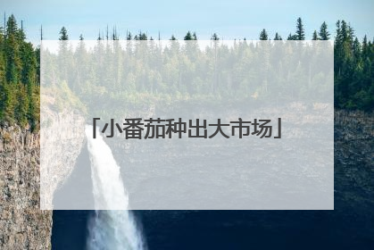 小番茄种出大市场