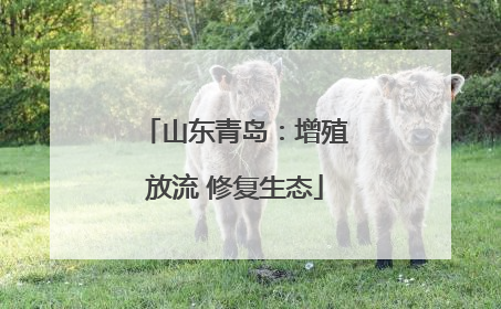 山东青岛：增殖放流 修复生态