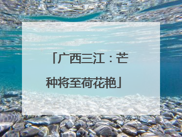 广西三江：芒种将至荷花艳