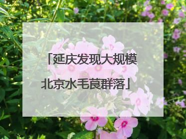 延庆发现大规模北京水毛茛群落