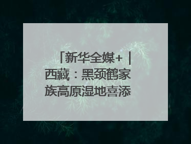 新华全媒+｜西藏：黑颈鹤家族高原湿地喜添“萌宝”