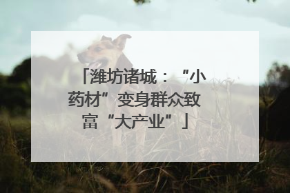 潍坊诸城：“小药材”变身群众致富“大产业”