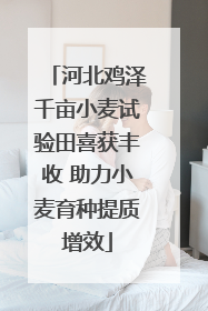 河北鸡泽千亩小麦试验田喜获丰收 助力小麦育种提质增效