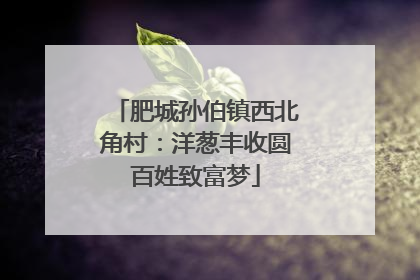 肥城孙伯镇西北角村：洋葱丰收圆百姓致富梦