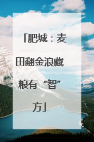 肥城：麦田翻金浪藏粮有“智”方