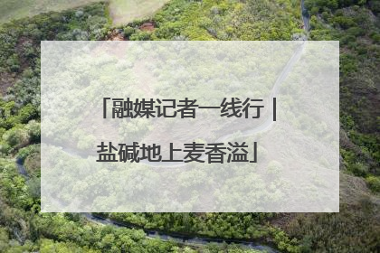 融媒记者一线行｜盐碱地上麦香溢