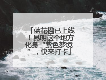蓝花楹已上线！昆明这个地方化身“紫色梦境”，快来打卡