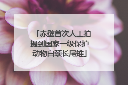 赤壁首次人工拍摄到国家一级保护动物白颈长尾雉