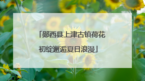 郧西县上津古镇荷花初绽邂逅夏日浪漫