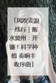风吹麦浪一线行｜衡水冀州：开镰！科学种植 奏响丰收序曲