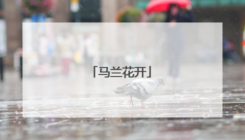 马兰花开