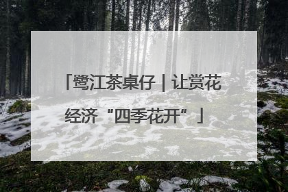 鹭江茶桌仔｜让赏花经济“四季花开”