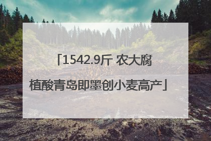 1542.9斤 农大腐植酸青岛即墨创小麦高产