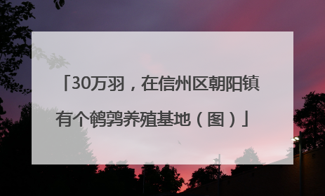 30万羽，在信州区朝阳镇有个鹌鹑养殖基地（图）